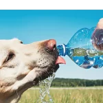 how dogs drink water